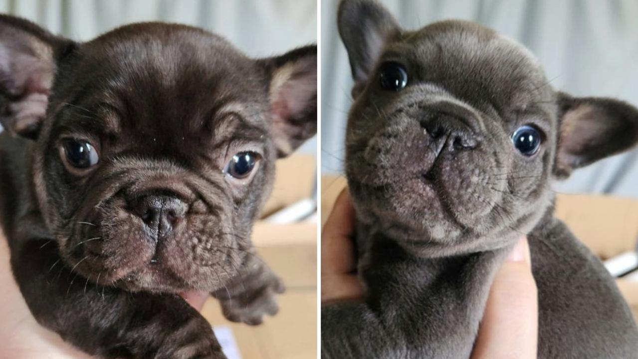 Gray puppy best sale french bulldog