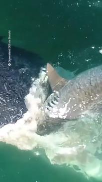 Queensland drone footage captures sharks eating whale