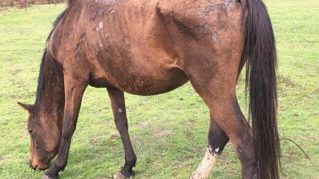 RSPCA image of a horse found at the Somerville property.