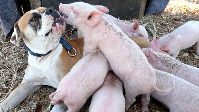 Treasure the dog looks after the little piglets. Picture Mike Batterham