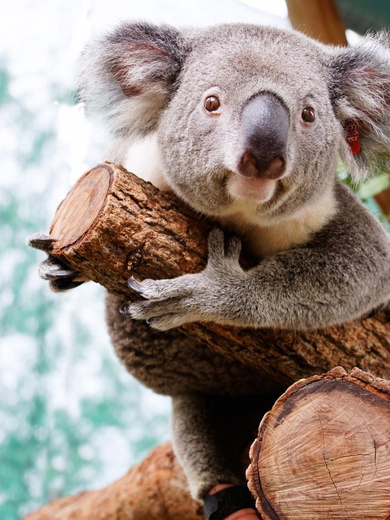 Friends of the Koala's resident male koala Triumph, recently received the world's first koala prothesis.