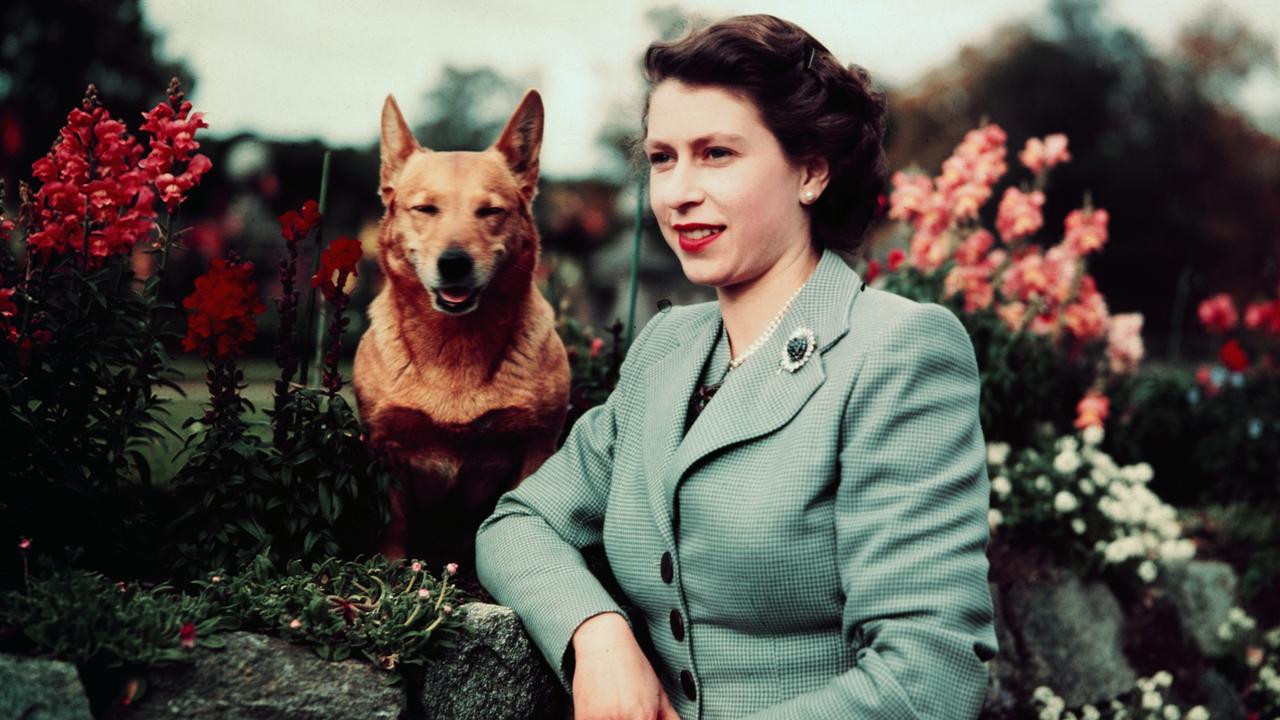 Her Majesty has had to give up walking her beloved corgis. Picture: Getty