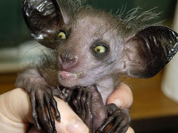 21 weird animals you probably didn\'t know exist | The Courier Mail