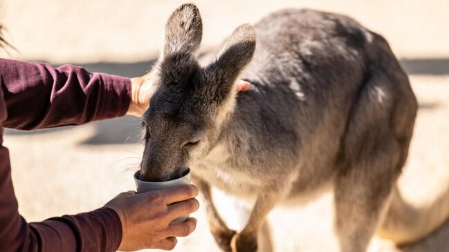 Become a zookeeper at Featherdale Sydney Wildlife Park.