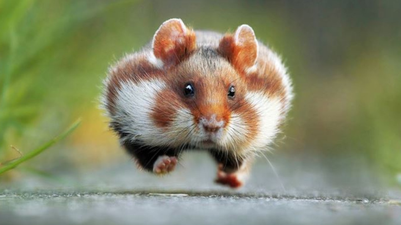 Coronavirus Melbourne Why hamsters key to COVID19 vaccine Herald Sun