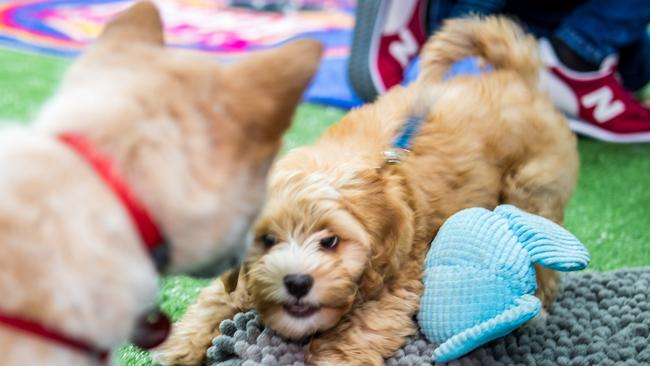 Puppy Academy TV star Jasper the dog. Picture: Thomas McShane