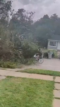 Shocking moment falling tree almost hits cyclist