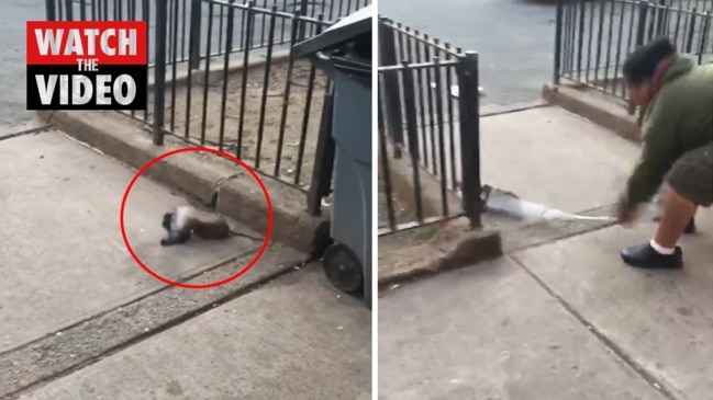 Brutal rat and pigeon fight goes viral