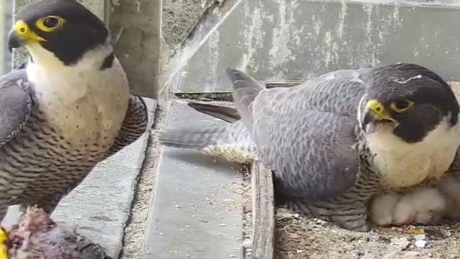 The Perigine Falconpair have again nested at 367 Collins Street Melbourne. Picture: Supplied