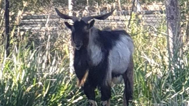 Billy the goat, who has lived in Middleton Grange for at least eight years. Picture: Supplied