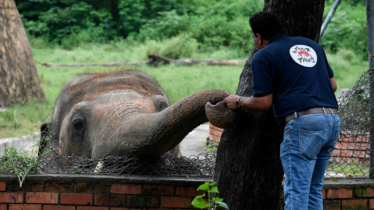 Kaavan was suffering malnutrition and lack of physical exercise. Picture: Aamir Qureshi/AFP