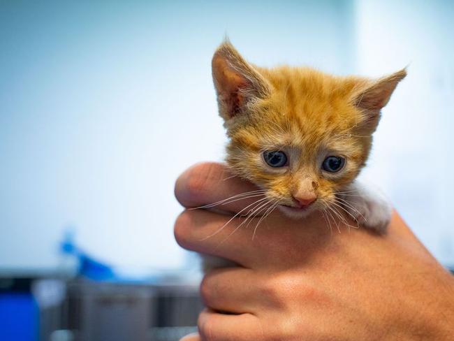 WARNING: GRAPHIC IMAGESAuthorities are still investigating after a kitten – Charlie – was found dumped in a Park Ridge residence wheelie bin last Monday.
