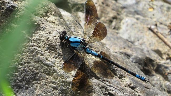 The sapphire rockmaster broad-winged damselfly or <i>Diphlebia coerulescens</i> is found in the Eungella Rainforest. Picture: John Tann.