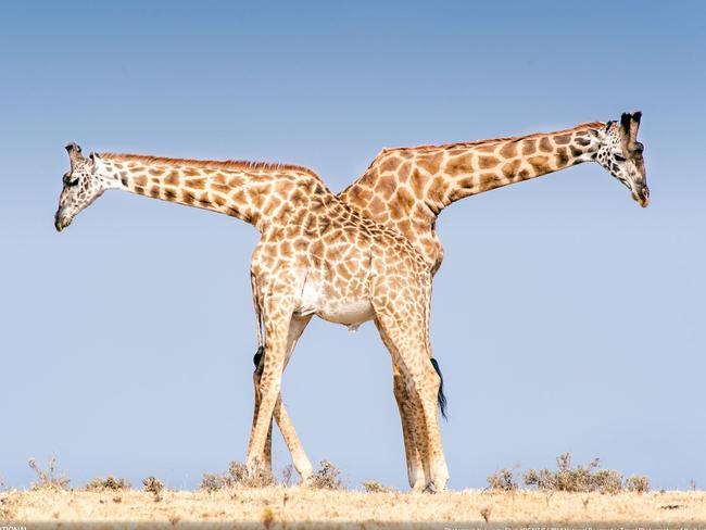 Giraffe Tango by Leinani Shak Yosaitis. Two young duelling male Masai giraffes taking a break from “necking” among a herd of about 25 frolicking on a hillside in the Ngorongoro Conservation Area. Picture: Leinani Shak Yosaitis/National Geographic Travel Photographer of the Year Contest