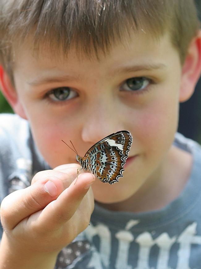 Coffs Harbour Butterfly House is a world of discovery for young families – and will soon have a Big Knight to add to the magic.