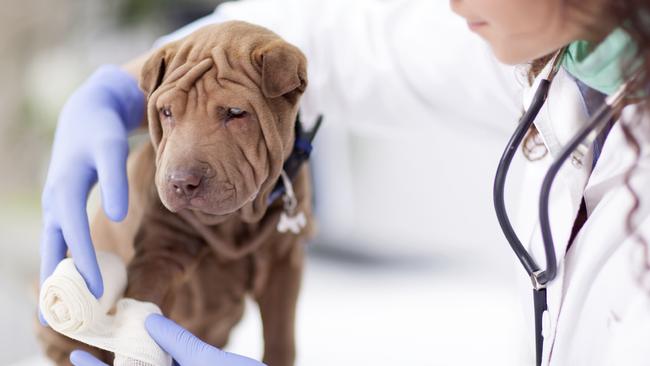 Generic photo of a dog and a vet. Picture: iStock