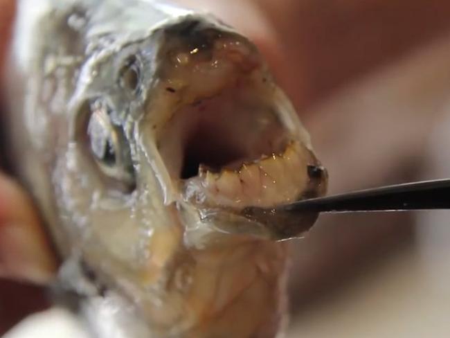 The pacu fish is notorious for its teeth, which look uncannily human. It’s not normally found outside its native South America, where fishermen are familiar with their creepy looks. Picture: CEN/Australscope