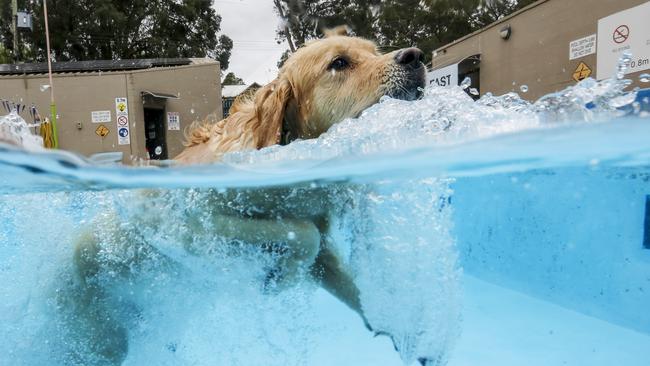 Poppy paddles at the Belgrave pool. Picture: Alex Coppel