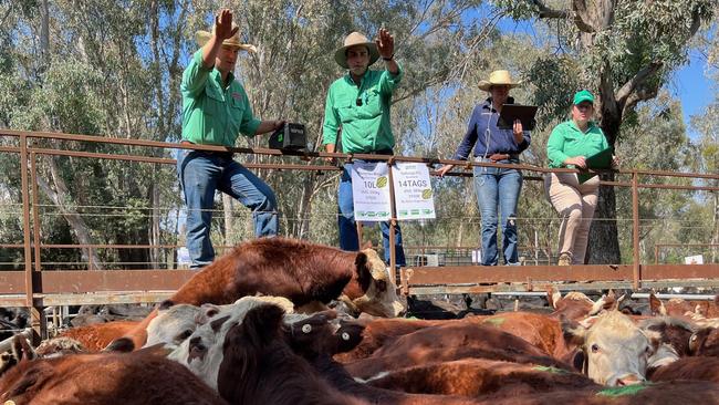 Myrtleford weaner sale selling action.