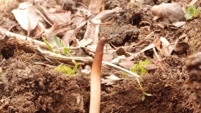 The Tibetan caterpillar fungus, otherwise known as Ophiocordyceps Sinensis, has been considered a delicacy and status symbol of the elite for more than five centuries.