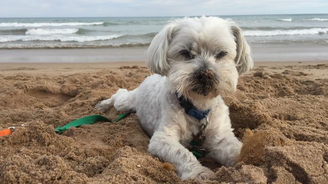 Ruff’s interests included attempting to dig to China at the beach, pizza crusts and escapology. (Pic: supplied)