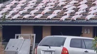 Social media account Kaden 'What Doin Cousin' posted a house with sandbags on the roof during cyclone Alfred prep. Source: Facebook/Kaden 'What Doin Cousin'