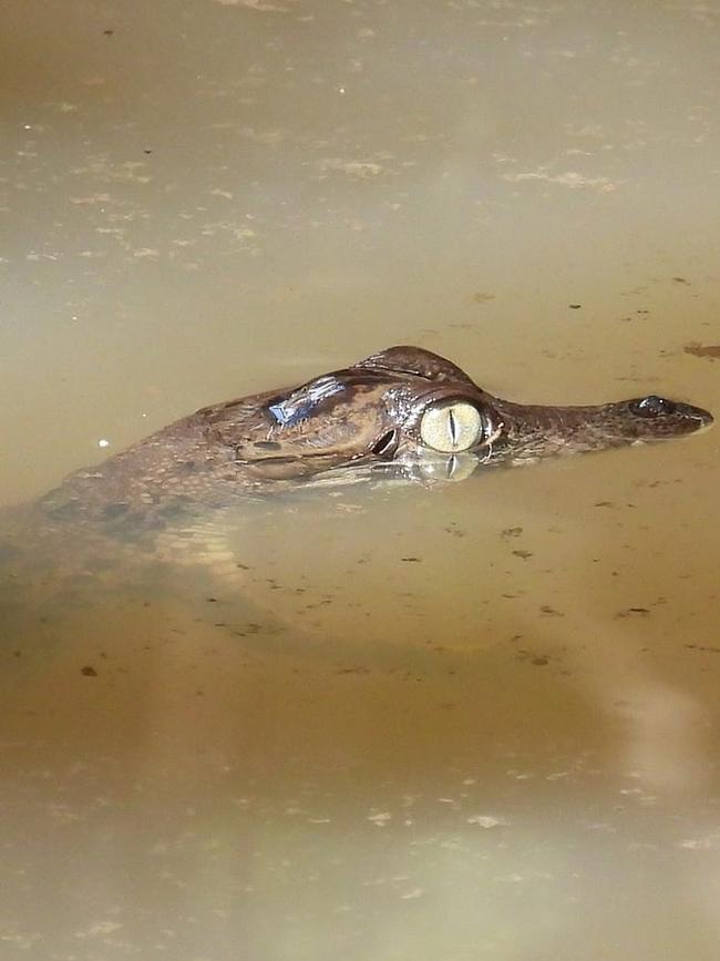 A crocodile hatchling swimming in the King River. Picture: Rodney Fischer