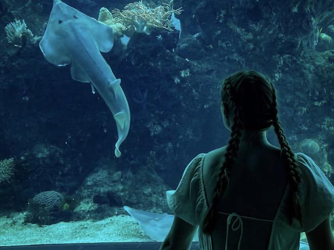 Daydream Island conservation week. Photo: Contributed