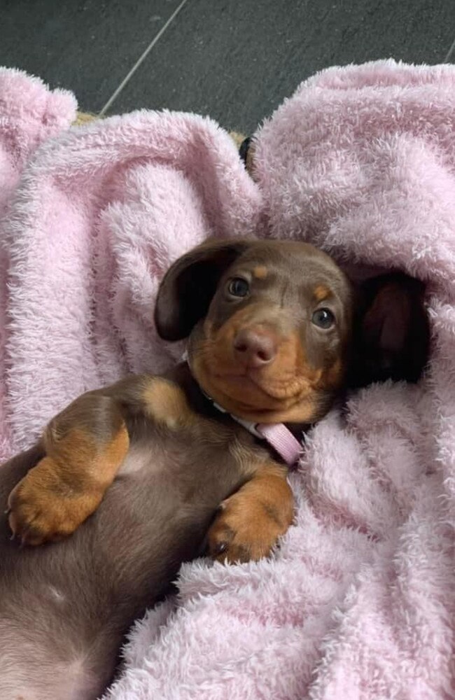 Ipswich Cutest Dog Competition 2022: Ellen Petersen's dog #2.