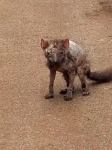 Stills from shocking footage of a devil with what appears to be a severe case of devil facial tumour disease at a farm at Table Cape. Picture: Facebook