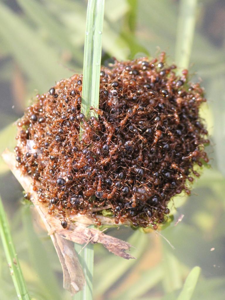 Fire ants are deadly to people and livestock. Pictures: Invasive Species Council