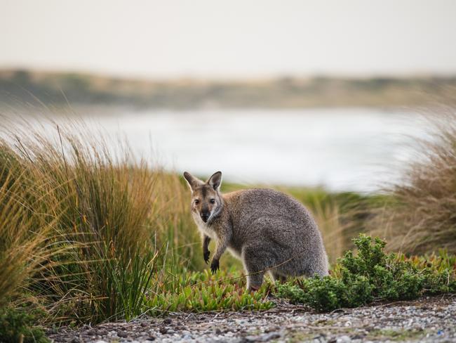 Tourists are often able to get up close with King Island’s wildlife such as this Bennetts wallaby, as they aren’t used to too many visitors. Picture: STU GIBSON/TOURISM TASMANIA