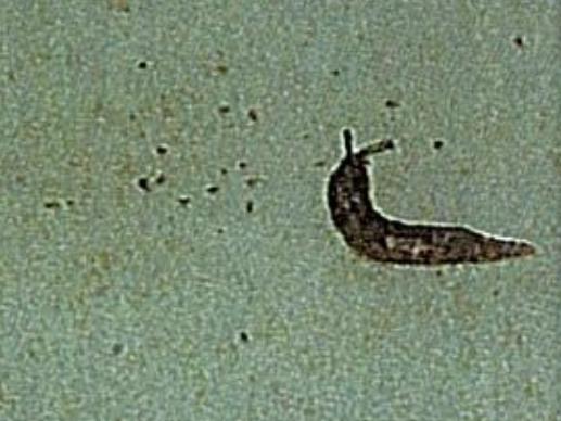 A photo showing a slug found in the iCook Foods (left) facility in Dandenong that was sent to owners, compared to the original photo (right) taken during a health inspection.