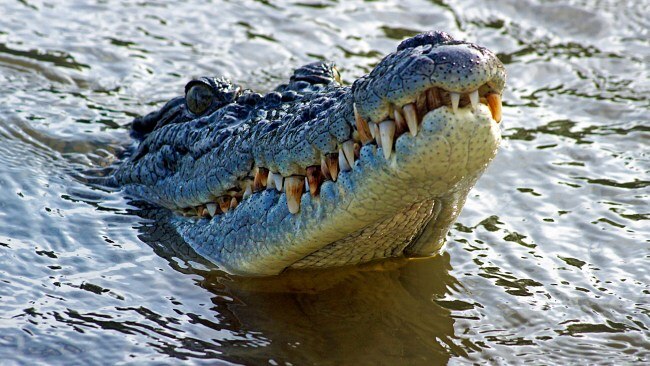 Authorities seize three crocodiles from ex-baseball player José Rijo