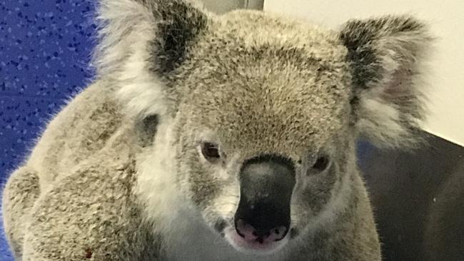 Harrison the koala found and released back into Tillack Park in Mansfield.