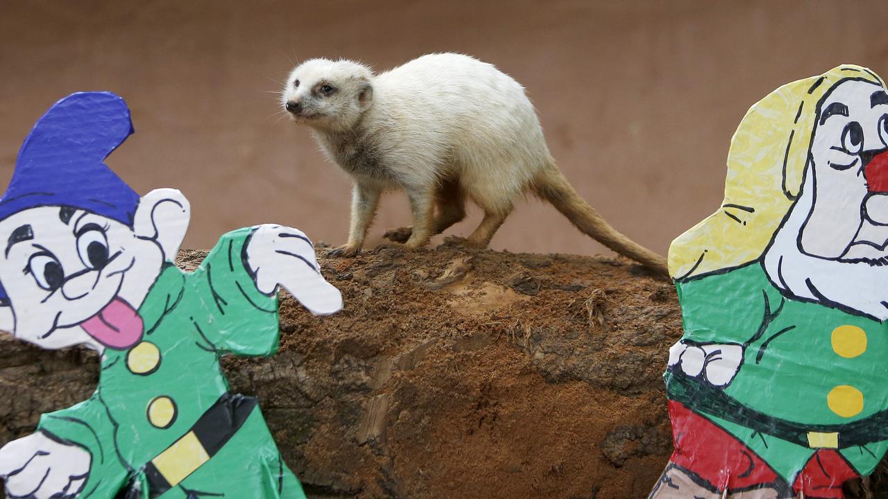 Snow White the meerkat with Paper Mache Snow White and the Seven Dwarfs characters at the Adelaide Zoo.