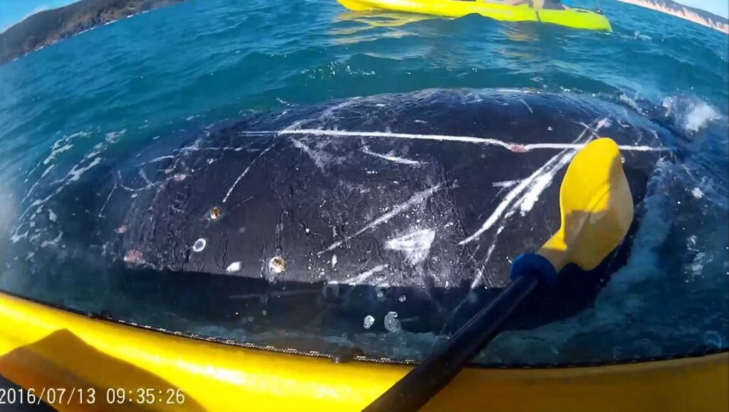 A juvenile humpback covered in scars approached a kayak tour group at Double Island Point during the week 'asking for help' to remove rope from its body. Picture: contributed