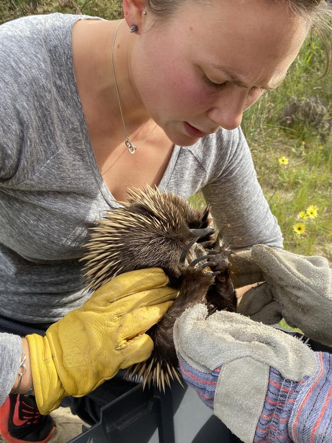 Michelle Curtain frees the echidna from the gutter.