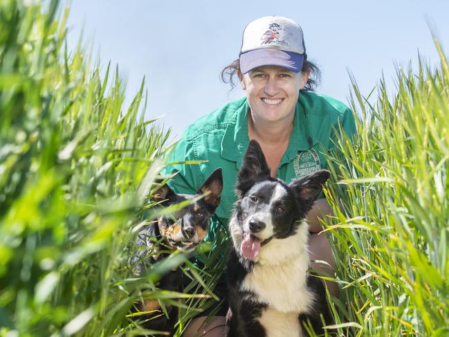 CROPS: Tess Healy - BarleyCan we please have a photo of Tess in a crop of barley? The story will be about how barley crops are travelling. Upcoming barley banquet.PICTURED: Tess Healy in her barley crop with Ruby the Kelpie and Belle the Border Collie.Picture: Zoe Phillips