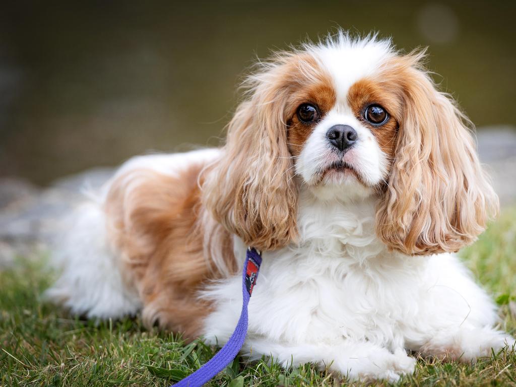 Bendigo is now a default on-leash municipality. Picture: Mark Stewart