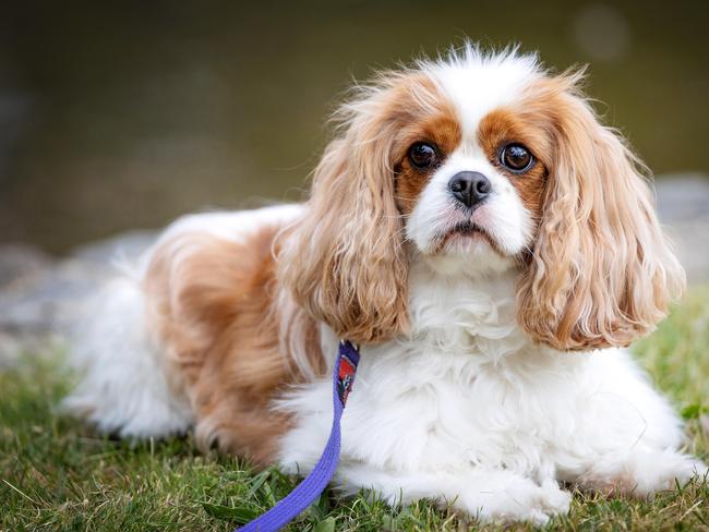 Bendigo is now a default on-leash municipality. Picture: Mark Stewart