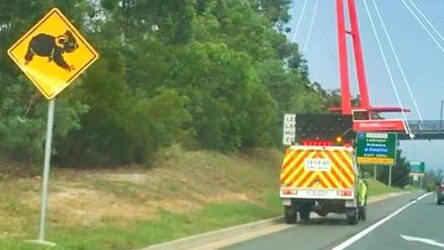 The body of the koala was found meters in front of a koala crossing sign. 