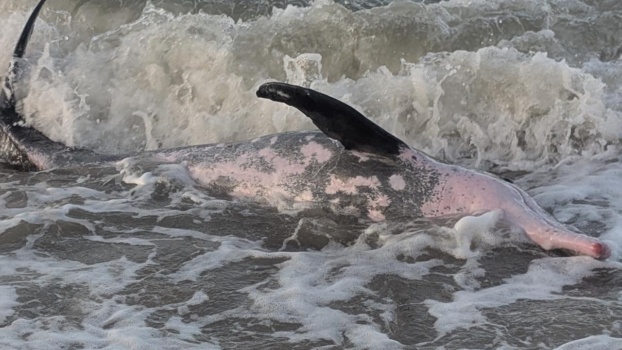 ‘A necropsy will be conducted’: Dolphin euthanised on The Strand