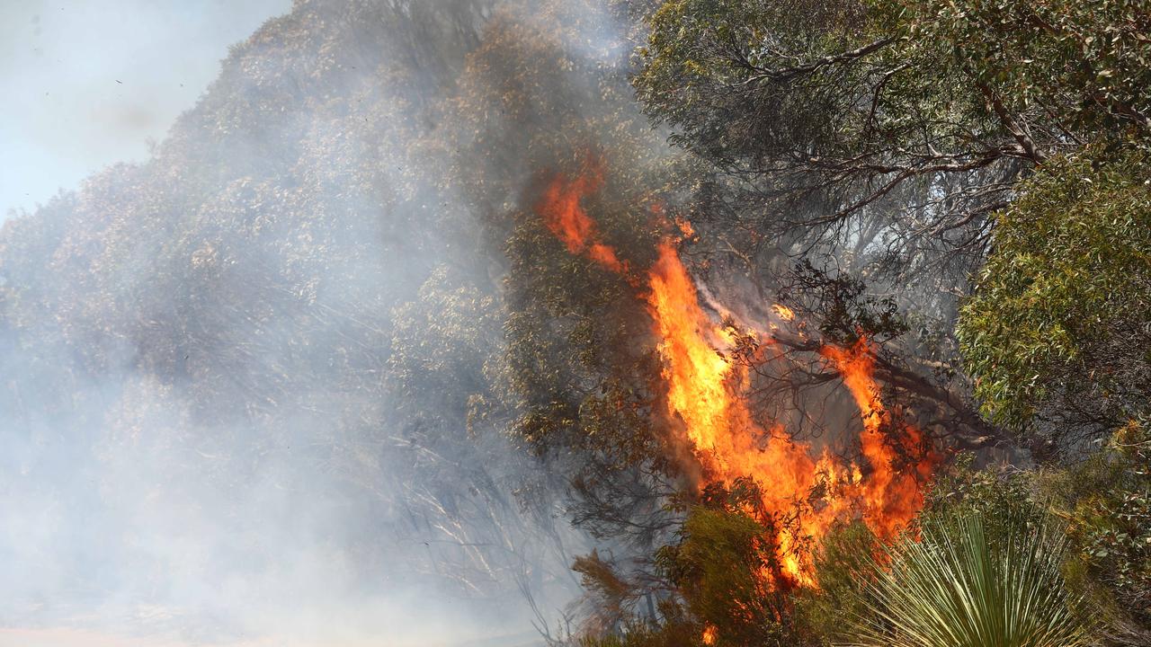 KI plantations fire risk sparks fears of more devastation | The Advertiser