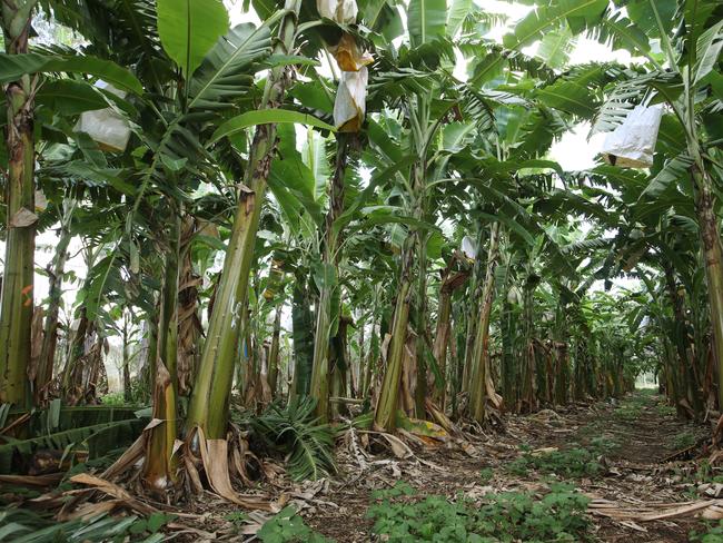 Banana growers in the Top End are on high alert for Banana freckle. Picture: Brendan Radke.