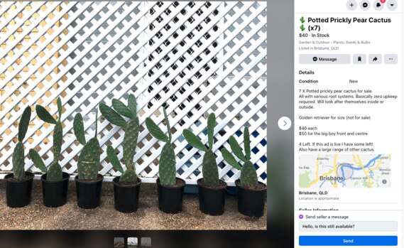 An online listing for Prickly Pear cactus - which is a banned and potentially dangerous plant. Picture: supplied