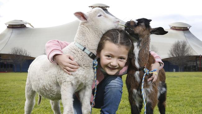 Chloe 6, with baby animals Sully the sheep and Wolverine the goat ahead of the 2019 Royal Melbourne Show. Picture: David Caird