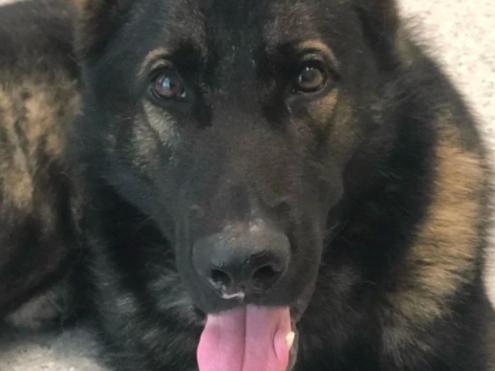 PD Quizz the beloved Queensland Police dog has gone missing while chasing a criminal. Picture: Supplied