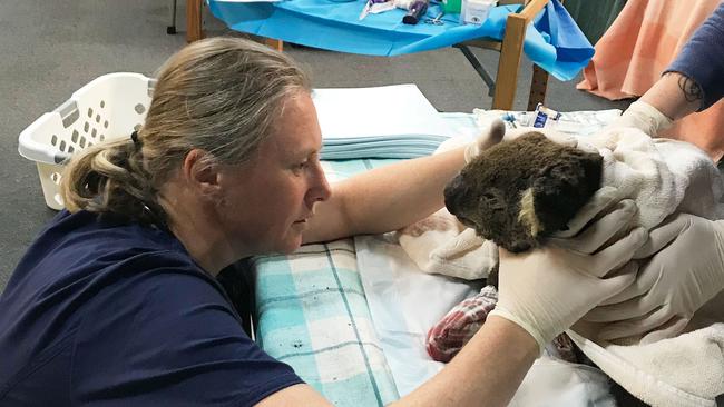 Zoos Victoria veterinarian Leanne Wicker enters the bushfire zone in Mallacoota to help injured wildlife. Picture: Zoos Victoria