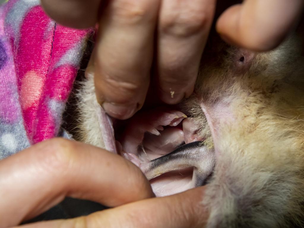 Some were even carrying extra cargo, as a pouch check of this bilby revealed. With an estimated 9000 bilbies left in Australia, the Wild Deserts project hopes to increase their population by 17 per cent. Picture: Rick Stevens